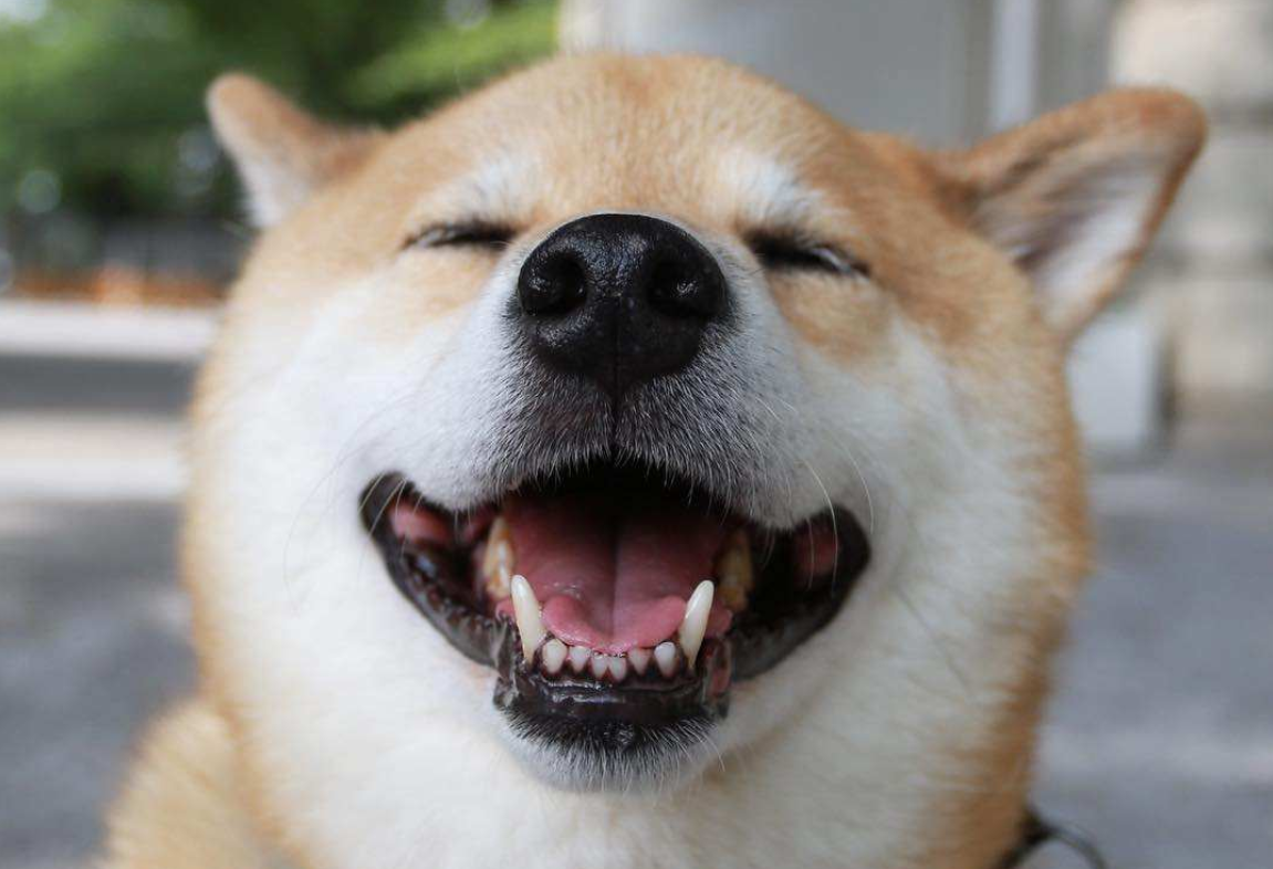 微笑的狗恐怖原图