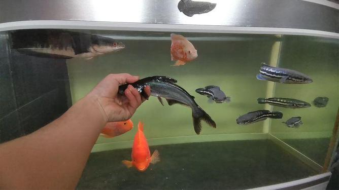 火锅店用鱼缸养鲨鱼供观赏 普通人该如何理性看待