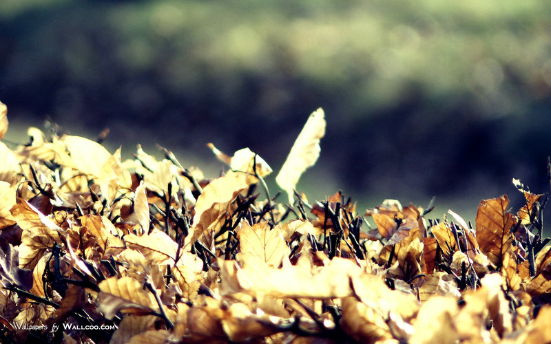 吉利公司(吉利公司怎么样)