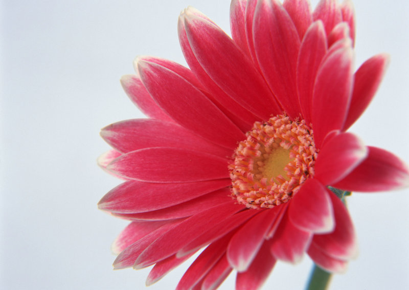 舒淇出生日期是多少 舒淇的出生地 舒淇出生日期是多少 舒淇的出生地