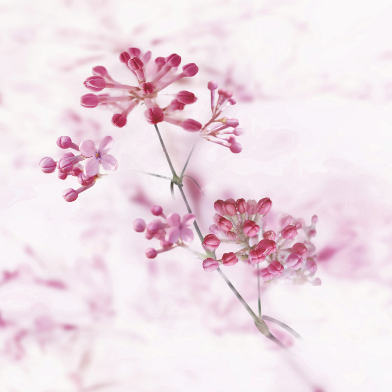 两大丑闻搞瘫迈克尔·杰克逊事业