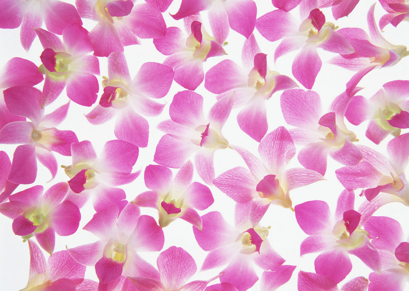 港龙航空公司 港龙航空公司标志