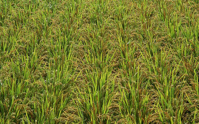 六个孩子国语,六个孩子国语版电视剧在线观看