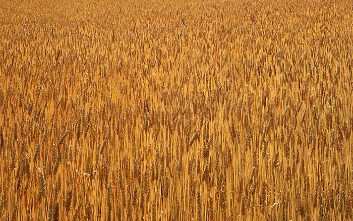 森林防火的内容_关于森林防火的内容