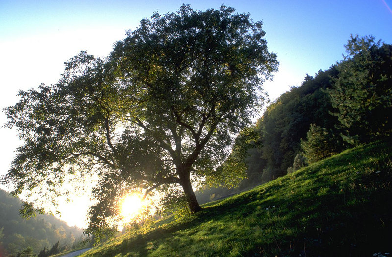 唐代大才子诗仙李白和玉真公主的一世情缘之谜
