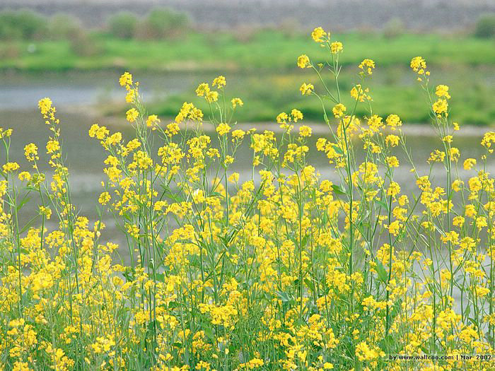 朱玲玲现任老公是谁—朱玲玲现在老公简历