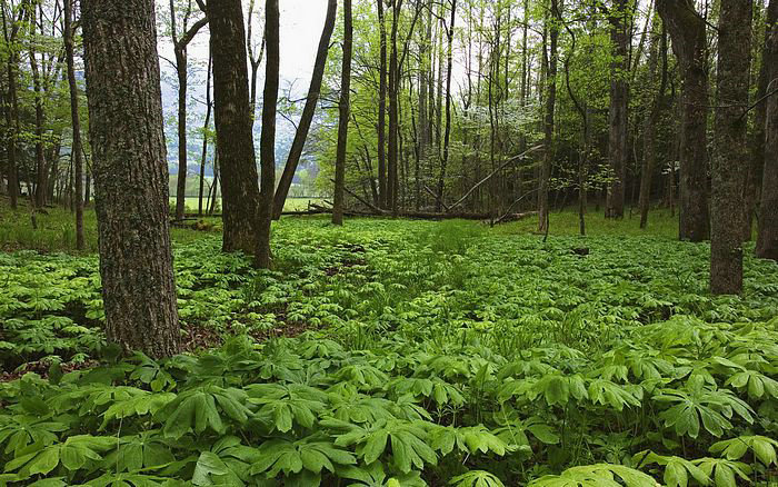 快速学习英语学英语怎么学的快又好记 快速学习英语学英语怎么学的快又好记