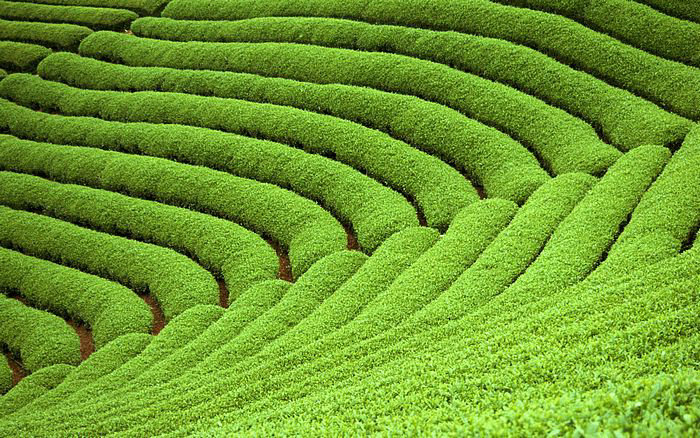 凤凰传奇女歌手叫什么名 凤凰传奇的女歌手玲 凤凰传奇女歌手叫什么名 凤凰传奇的女歌手玲