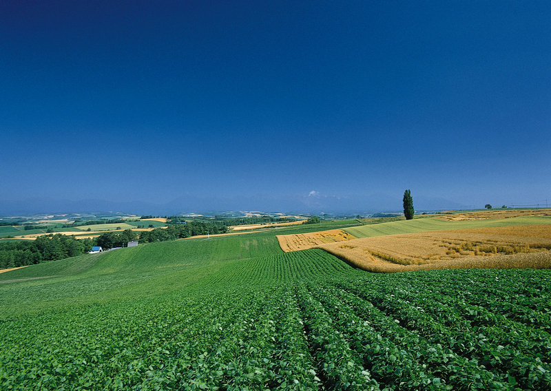 萧朝贵有哪些经历 为何他会命丧长沙城 萧朝贵有哪些经历 为何他会命丧长沙城