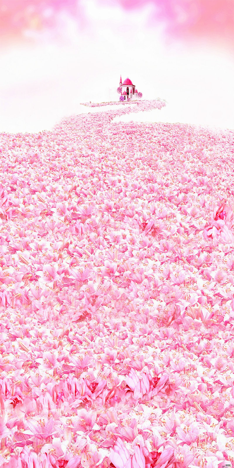 沪漂女生上门私厨月入2万 自由职业的辛酸代价揭秘