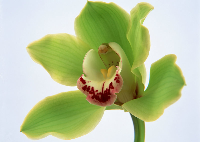 艾薇儿老公是谁(艾薇儿结婚了么)