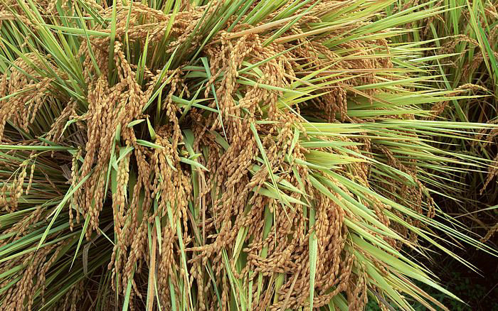 四川什邡市有哪些值得游玩的景点？自驾游路线怎么走？