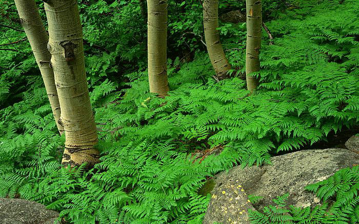 青春偶像电视剧(青春偶像电视剧亲吻)