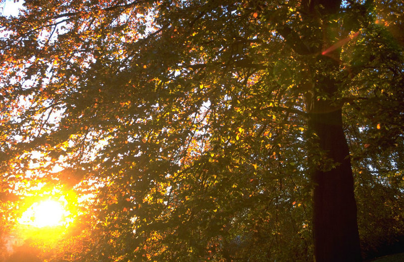 向佐郭碧婷最近的新消息