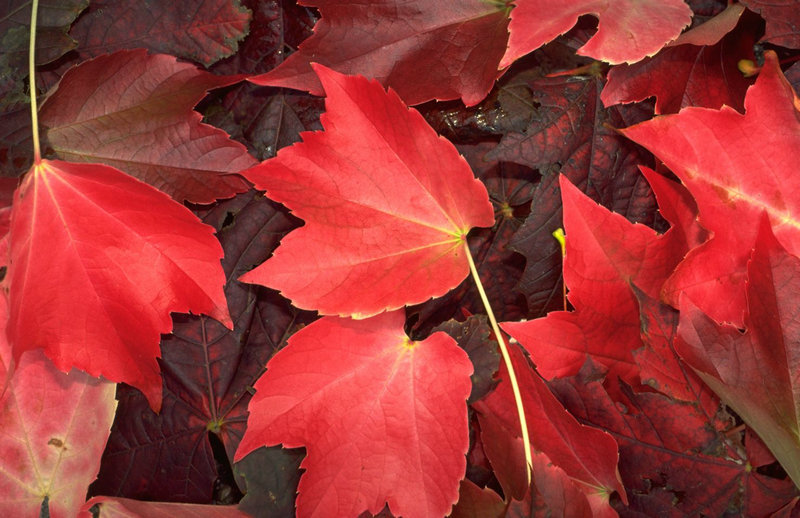 小尼个人资料简介尼身高