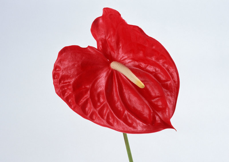 直播央视春节联欢晚会 直播央视春节联欢晚会