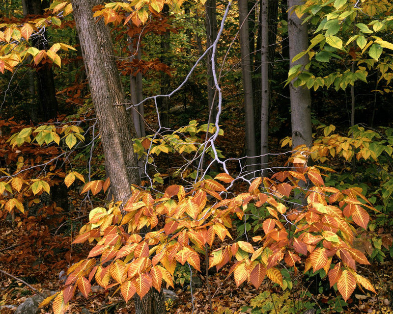 奚梦瑶个人资料简介身高