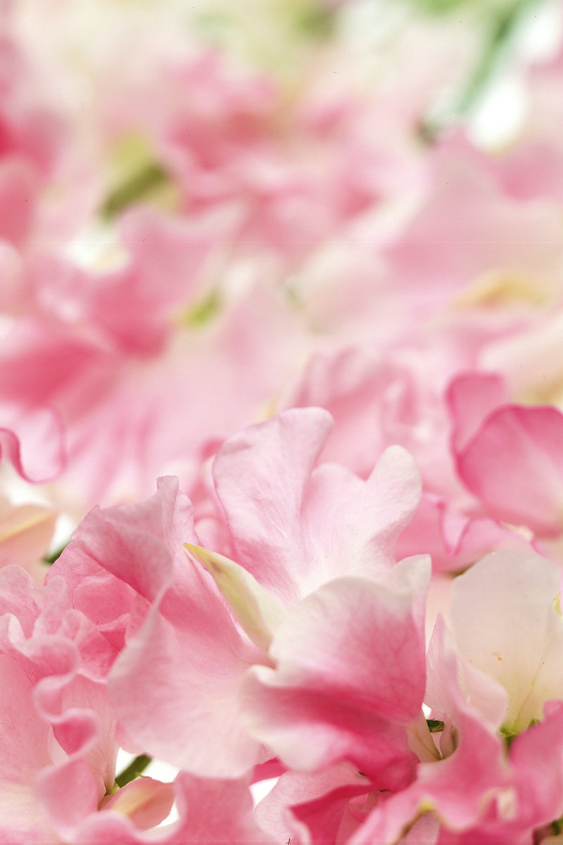 俞灏明为什么救任家萱