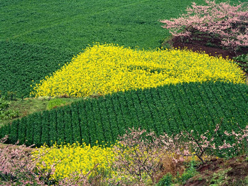 白求恩大夫简介 白求恩大夫简介资料