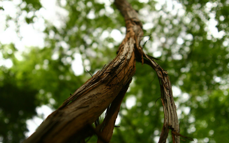 为什么能说李诵是唐朝最惨的储君 苦熬20年瘫痪 为什么能说李诵是唐朝最惨的储君 苦熬20年瘫痪