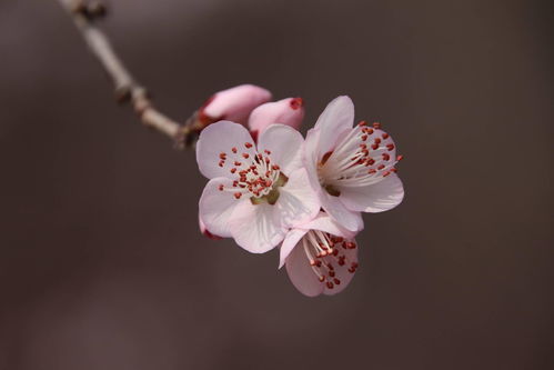 张真源个人资料简介体重