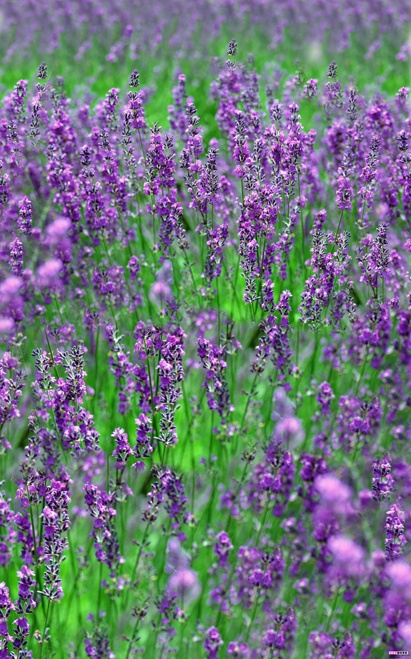 海贼王966海贼王966集在线观看视频