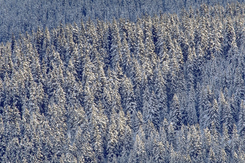 狂心氏族日常_狂心氏族日常有几个