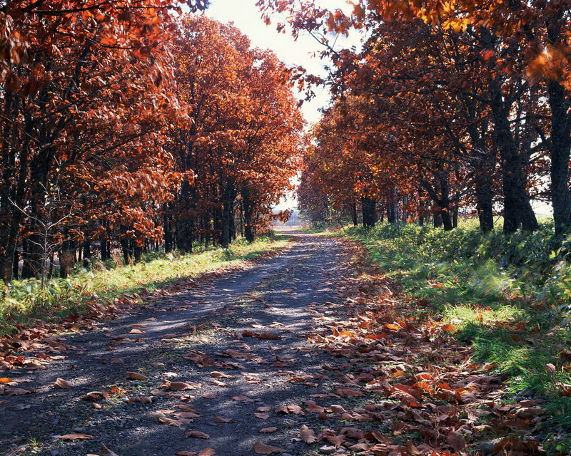 红衣女孩 红衣女孩2恐怖电影在线播放