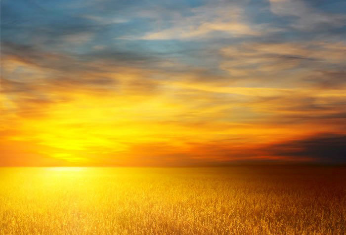 猪的成语有哪些 应该怎么解释 