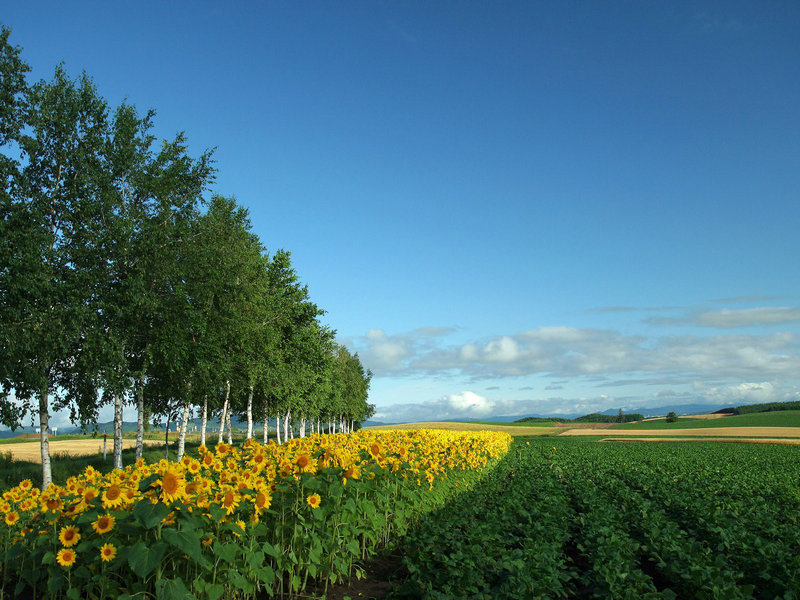生活大爆炸第十三季,生活大爆炸第十三季什么时候播