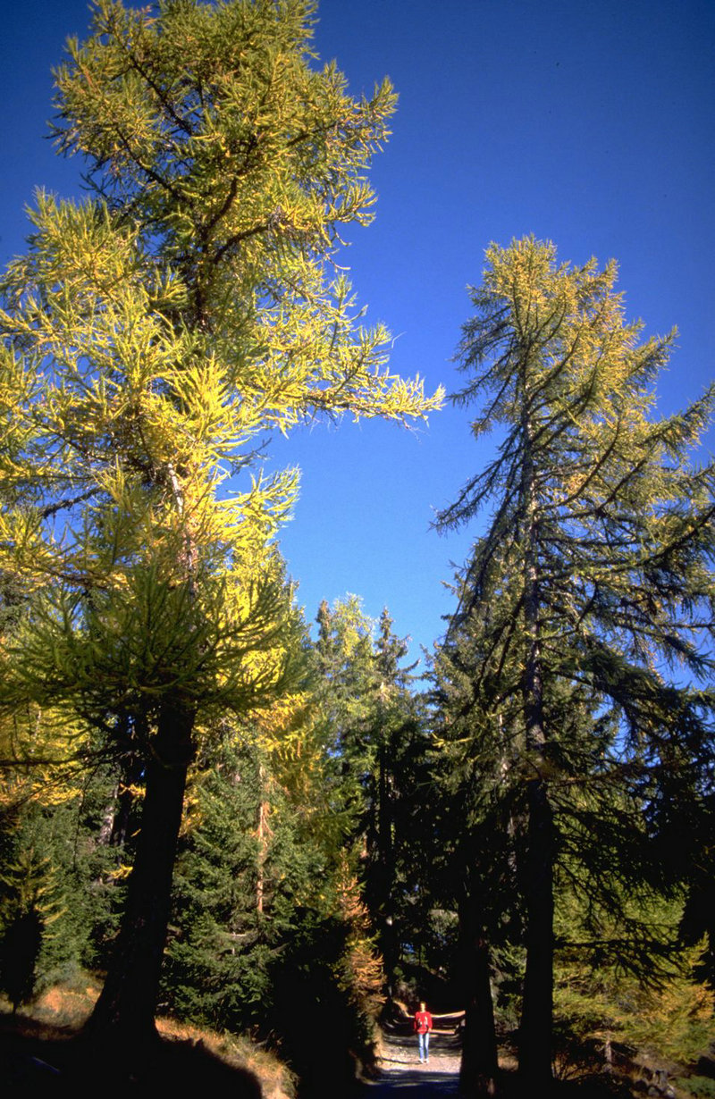 上古四大凶兽实力排名,谁最厉害(饕餮最能吃) 上古四大凶兽实力排名,谁最厉害(饕餮最能吃)