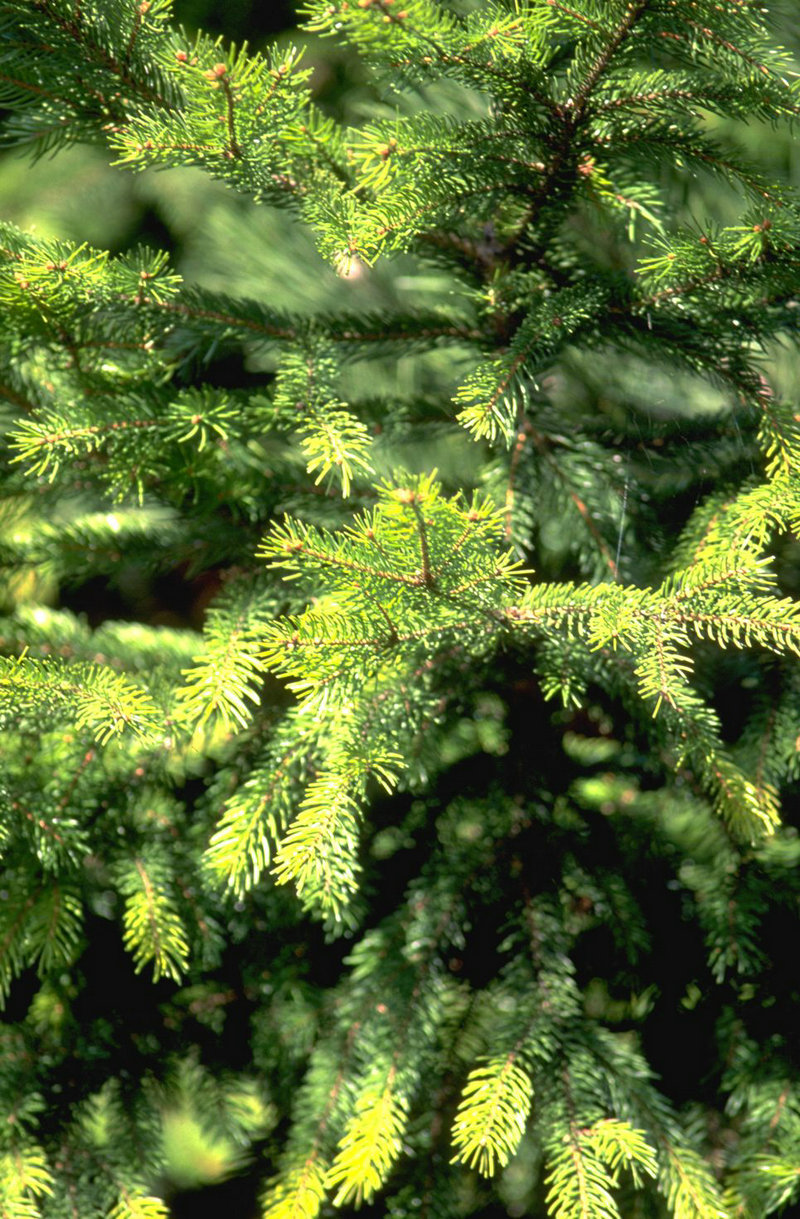 康有为的妻妾们：四太太竟与自己儿子偷情