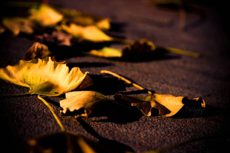 休的组词有哪些 可以组成什么词语 休的组词有哪些 可以组成什么词语