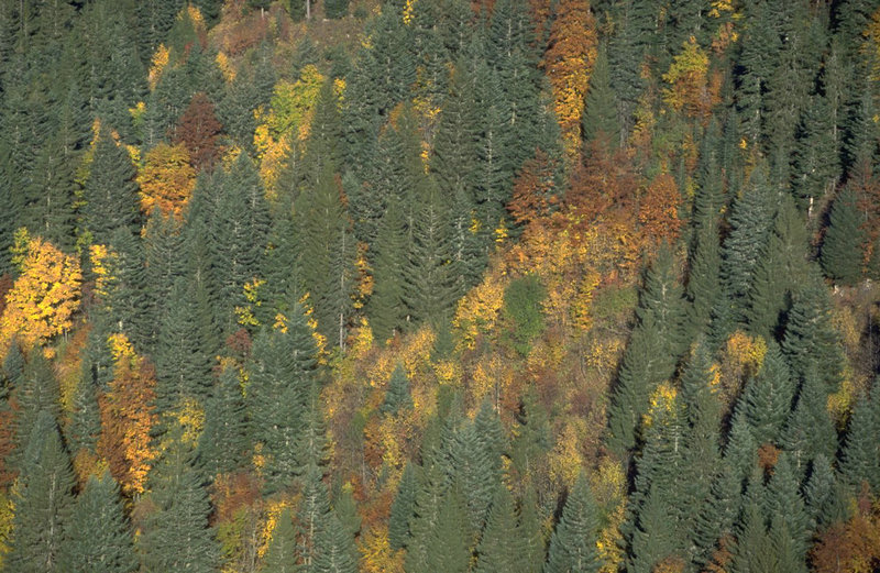 诗人王冕的故事 诗人王冕的故事